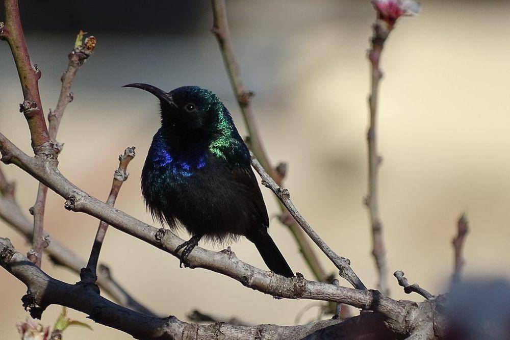 tampak dekat Palestine sunbird atau burung madu palestina (commons.wikimedia.org/Yazeed abu gazal)