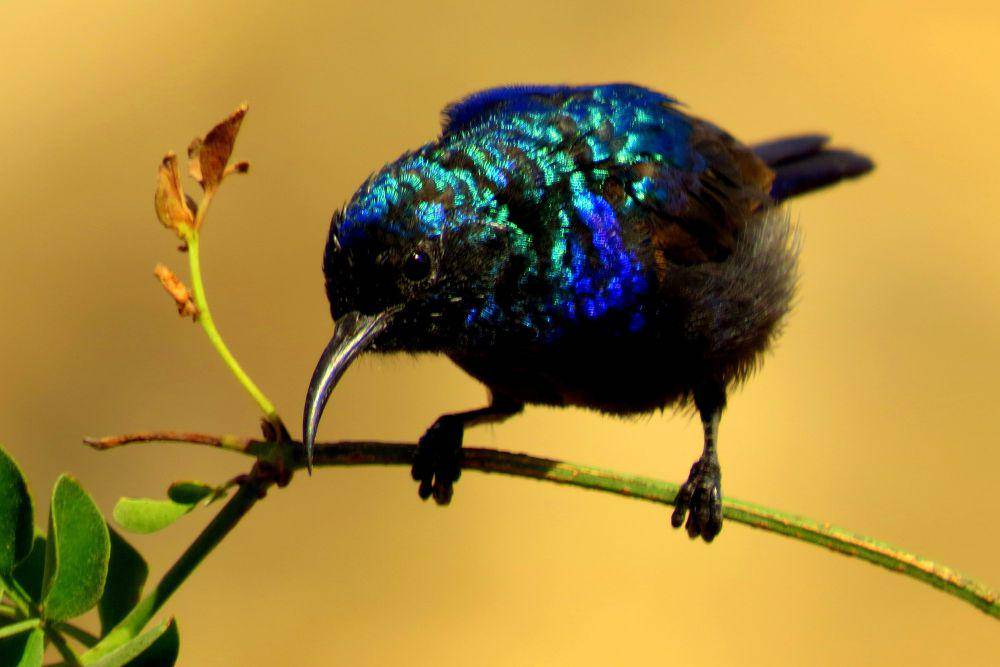 tampak dekat Palestine sunbird atau burung madu palestina (commons.wikimedia.org/محمد البدارين (Mohammed Badarin))