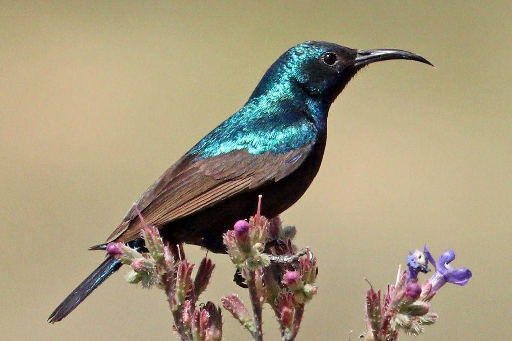 tampak sekujur tubuh Palestine sunbird atau burung madu palestina (commons.wikimedia.org/Charles J. Sharp)