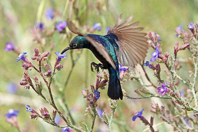 Palestine sunbird atau burung madu palestina memakan nektar. (commons.wikimedia.org/Charles J. Sharp)