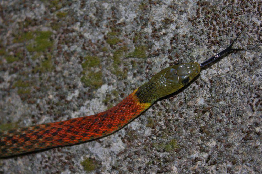 Ular picung (commons.wikimedia.org/Thomas Brown)