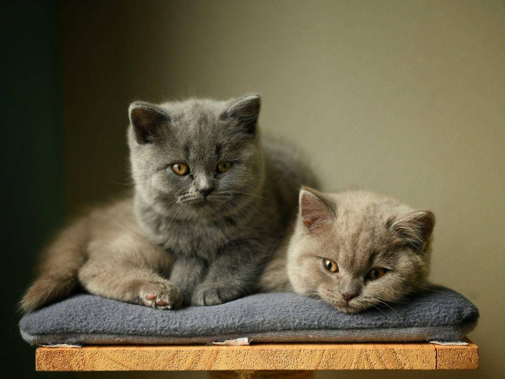 ilustrasi anak kucing (unsplash.com/René Peters)