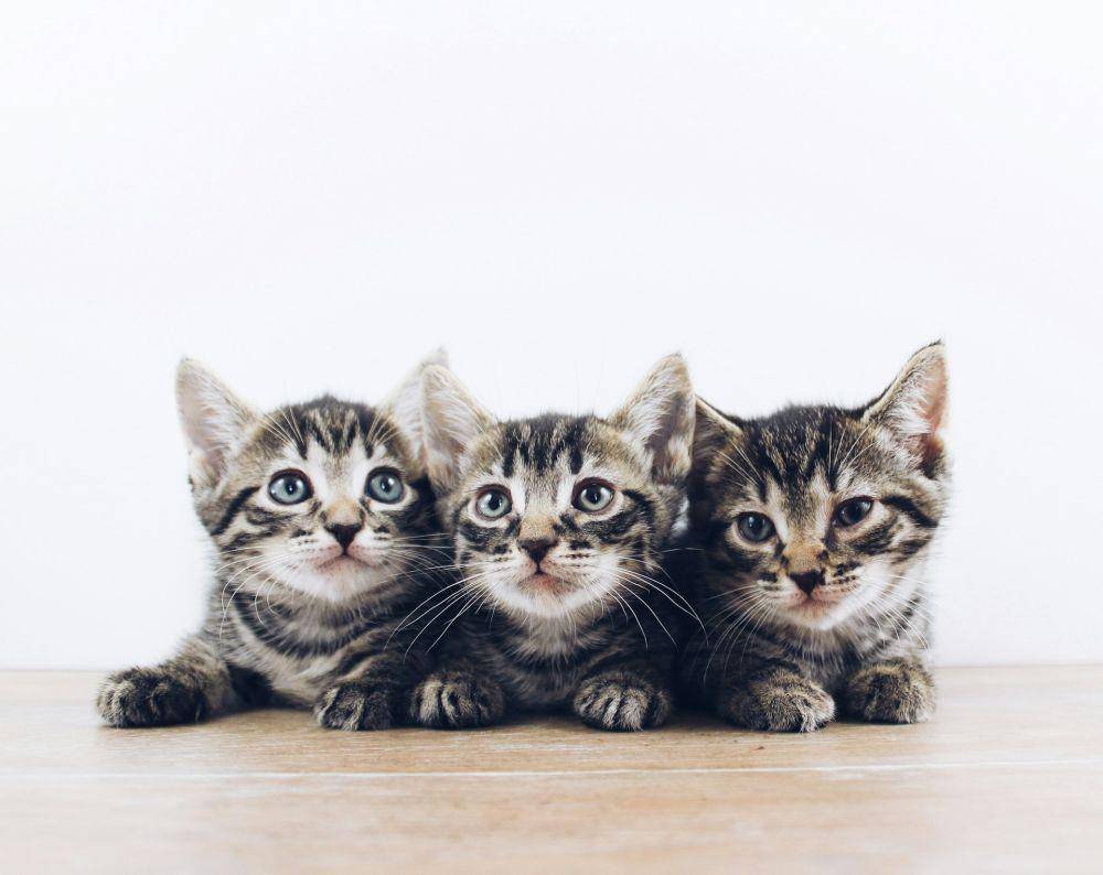 ilustrasi anak kucing (unsplash.com/The Lucky Neko)