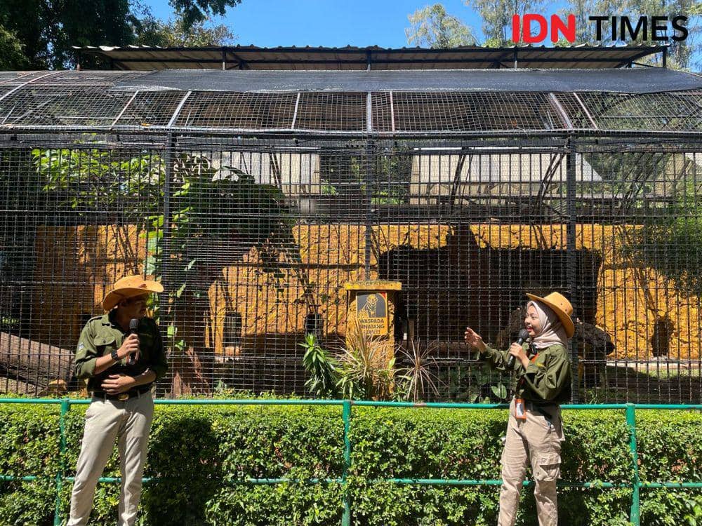 Perayaan ulang tahun pertama singa di Kebun Binatang Surabaya. IDN Times/Faradiba