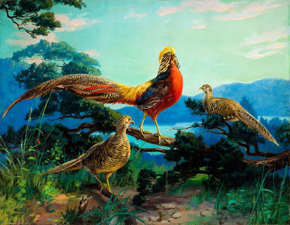 lukisan golden pheasant jantan dan betina (commons.wikimedia.org/Heritage Auctions/John Henry Hintermeister)