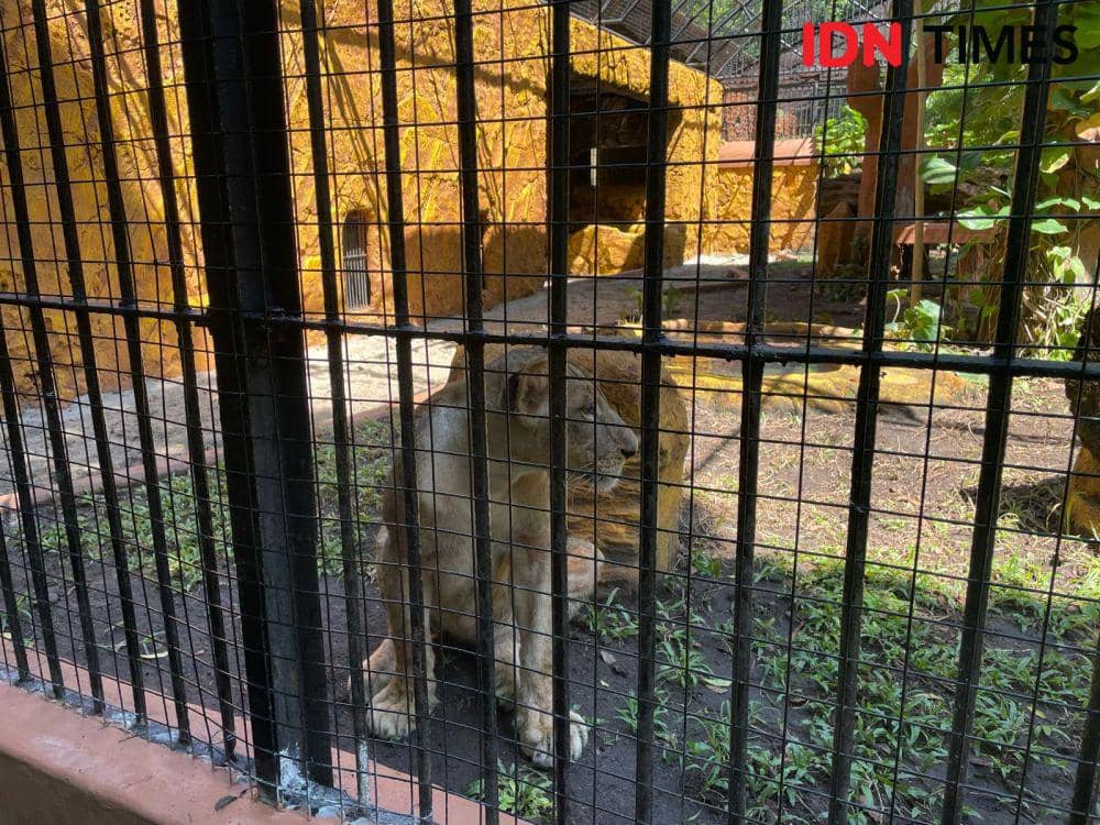 Bima dan Dona, singa di Kebun Binatang Surabaya. IDN Times/Faradiba
