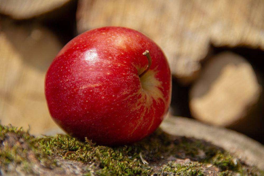 ilustrasi buah apel (pixabay.com/5598375)
