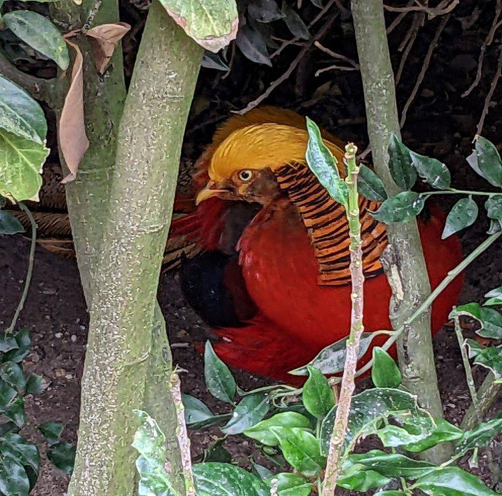 golden pheasant suka hidup menyendiri (commons.wikimedia.org/FakirNL)