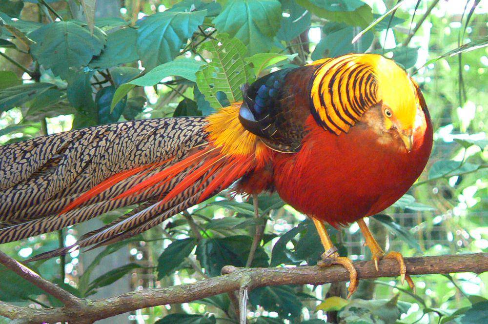 golden pheasant (commons.wikimedia.org/Iain and Sarah)