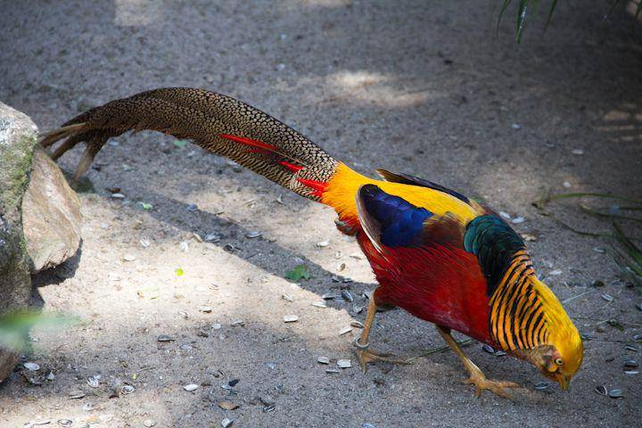 golden pheasant (commons.wikimedia.org/Thiago Valença)
