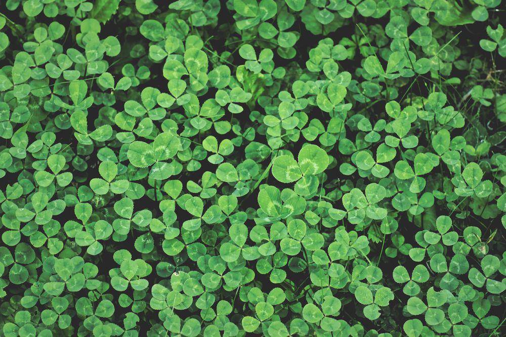 ilustrasi daun semanggi (pixabay.com/Alexa)