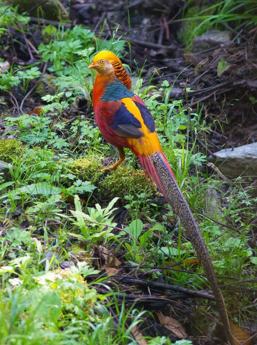 golden pheasant (commons.wikimedia.org/Jmhullot)