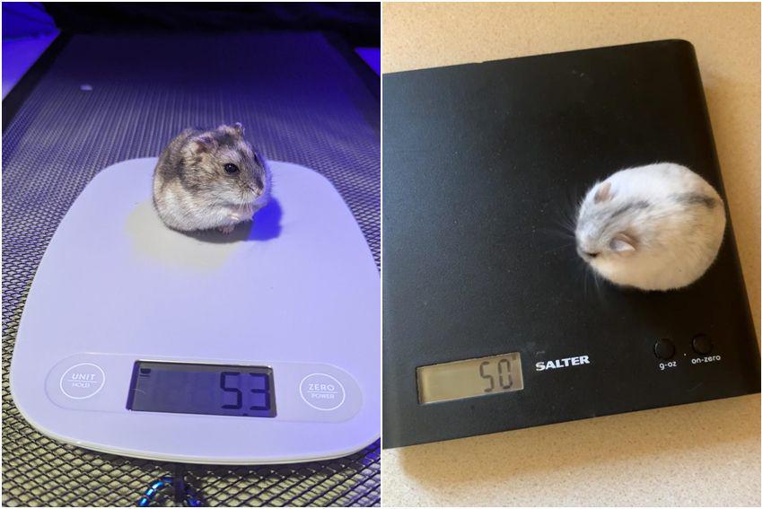 7 Potret Gemas Hamster Menimbang Berat Badan, Lucunya!