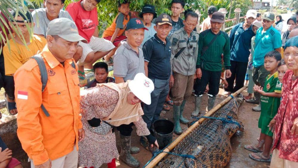 Sering Mangsa Ternak, Warga OKI Tangkap Buaya Besar di Sungai