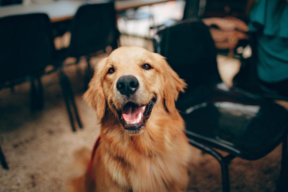 5 Cafe Pet Friendly di Jakarta Barat Buat Nongki Asyik Bareng Anabul
