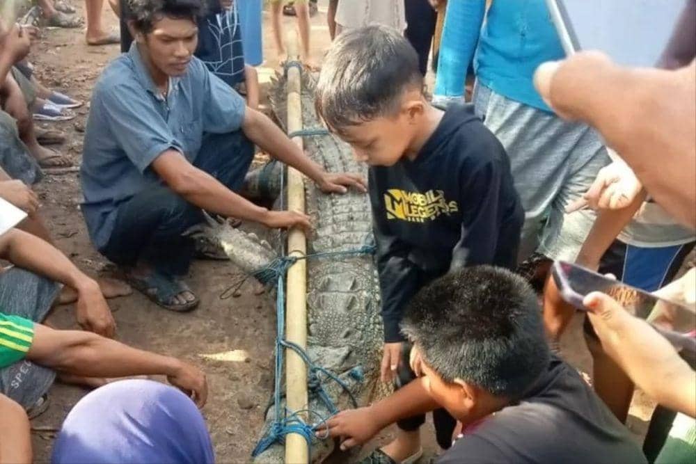 (Warga Air Sugihan OKI tangkap buaya di sungai) IDN Times/istimewa