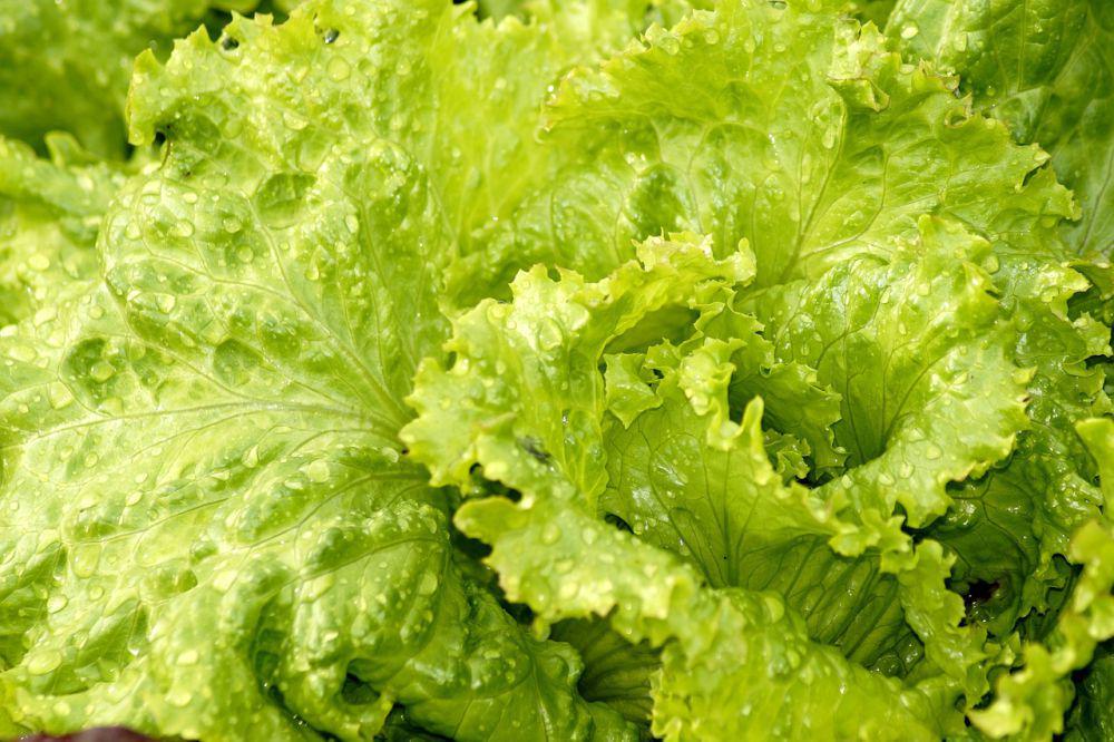10 Tips Mencuci Selada dengan Benar agar Kotoran dan Kuman Lenyap