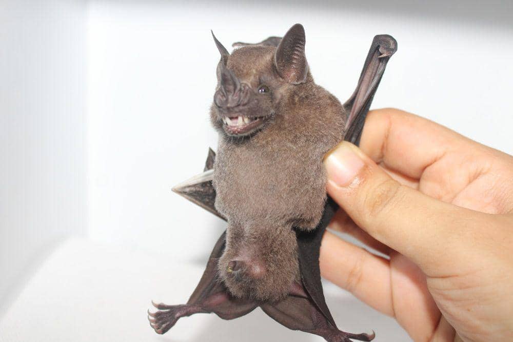 Gambar tersebut bukan red fruit bat, tapi jamaican fruit bat (commons.m.wikimedia.org/Bio.Mundi18)