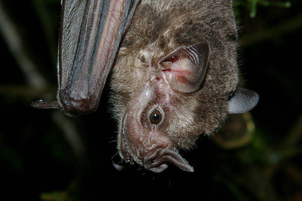 Gambar tersebut bukan red fruit bat, tapi jamaican fruit bat (commons.m.wikimedia.org/Karin Schneeberger)