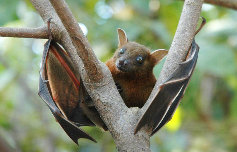 Gambar tersebut bukan red fruit bat, tapi Lesser short-nosed fruit bat (commons.m.wikimedia.org/Anton 17)