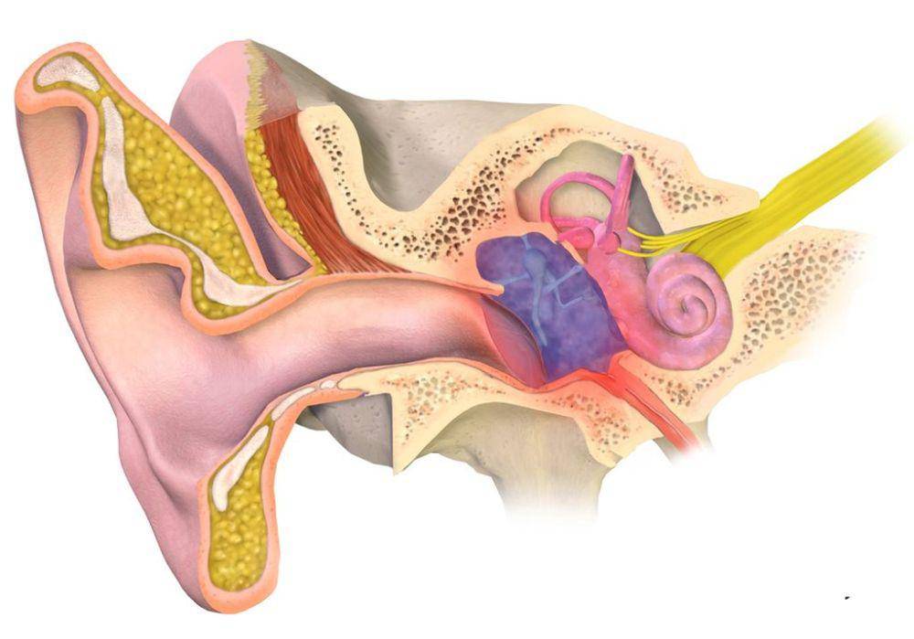 ilustrasi otitis media atau infeksi telinga tengah (commons.wikimedia.org/BruceBlaus)