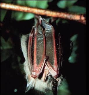 Red fruit bat (hydrodictyon.eeb.uconn.edu)