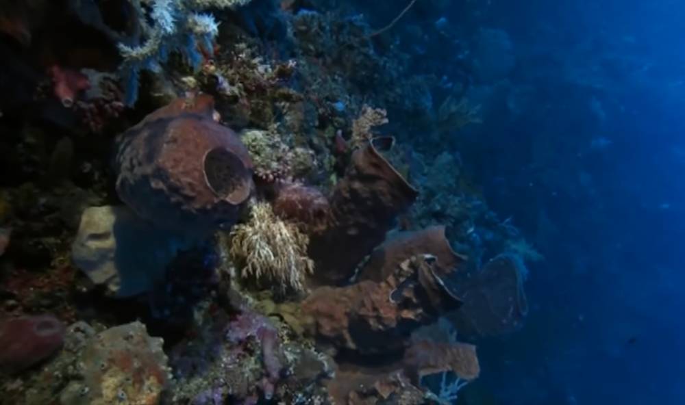Spons laut (youtube.com/@NaturalWorldFacts)