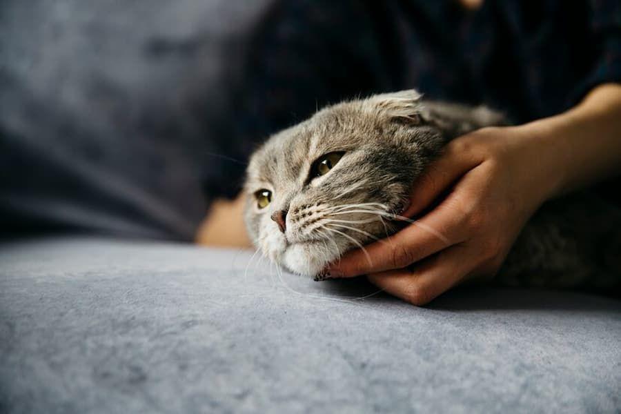 7 Ciri-Ciri Kucing Keracunan dan Cara Mengetahuinya