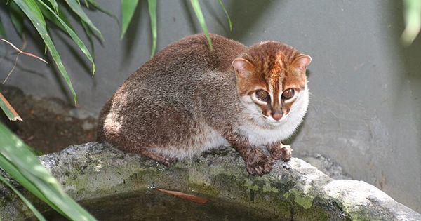 4 Spesies Kucing yang Berhabitat di Borneo, Ada yang Bisa Berenang!