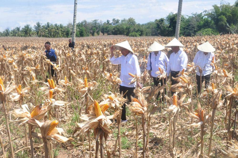 Di Gorontalo, Jokowi Dorong Produktivitas Pertanian Jagung