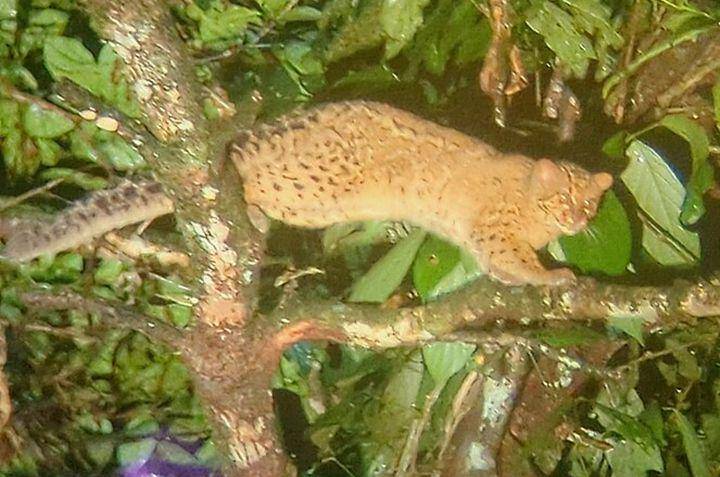 Marbled cat (commons.wikimedia.org/Harsha Jayaramaiah)