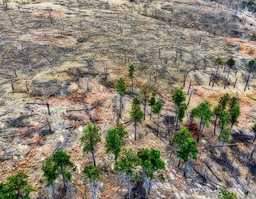 ilustrasi kerusakan hutan habitat cebu flowerpecker (pexels.com/Tom Fisk)