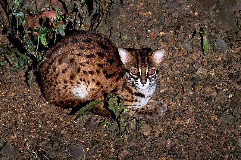 Sunda leopard cat (commons.wikimedia.org/JJ Harrison)