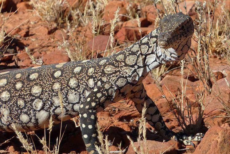 perentie tampak bersikap waspada (commons.wikimedia.org/Christopher Watson)