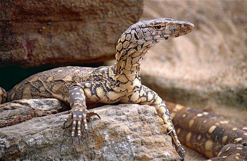 Perentie bersantai di atas batu. (commons.wikimedia.org/Bernard DUPONT)