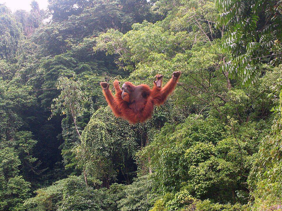 Mahkamah Agung Pangkas Vonis Penjual Orangutan Jadi 1 Tahun 6 Bulan