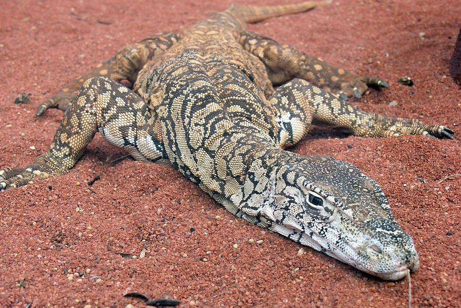 tampak sekujur tubuh perentie (commons.wikimedia.org/SeanMack)