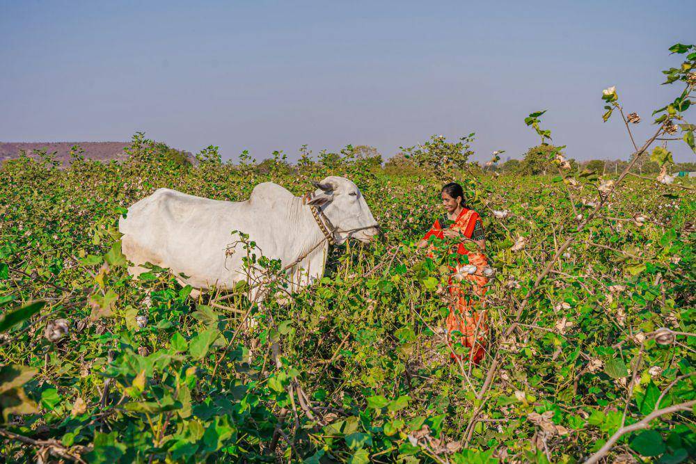 seorang wanita dan seekor sapi (unsplash.com/EqualStock)