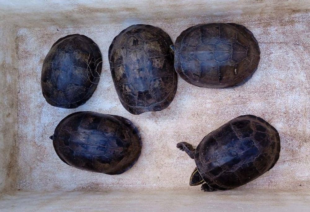 60 Kura-kura Ambon Ilegal Tujuan Malang Disita di Pelabuhan Bakauheni