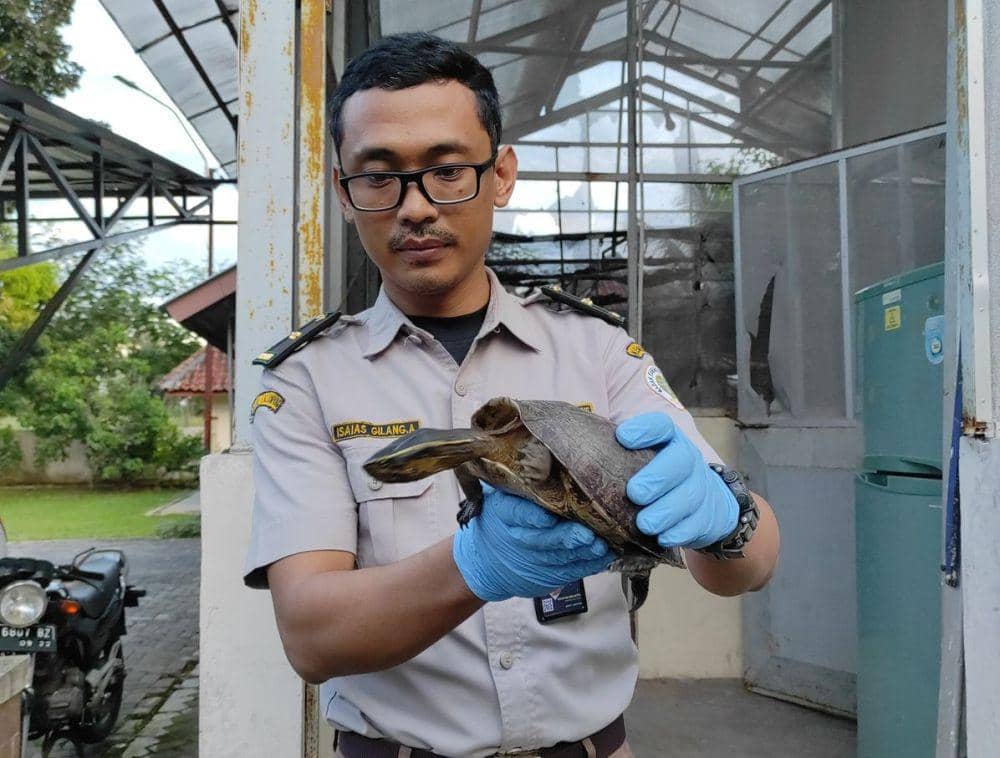 Penampakan kura-kura Ambon berhasil diamankan petugas Karantina Lampung. (DOK. Karantina Lampung).