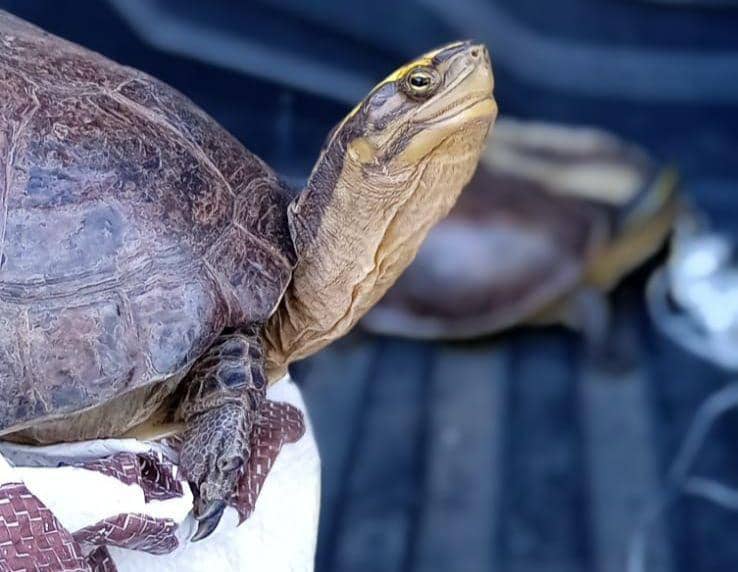 Penampakan kura-kura Ambon berhasil diamankan petugas Karantina Lampung. (DOK. Karantina Lampung).