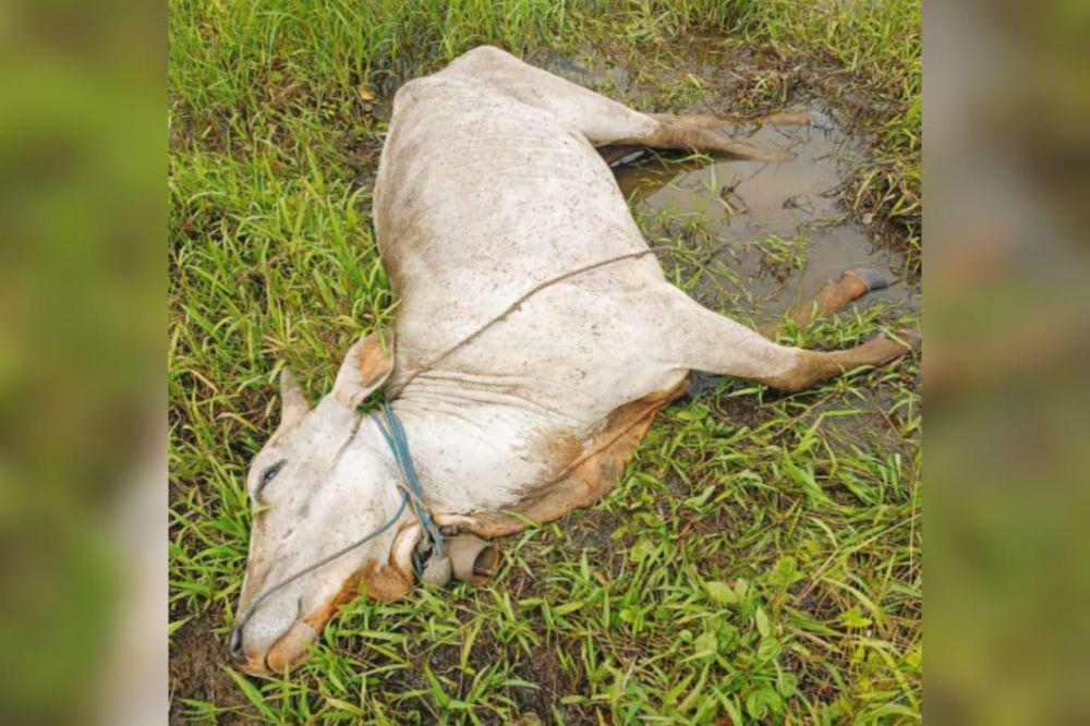 Ratusan Sapi di Merauke Mati Akibat Gigitan Nyamuk