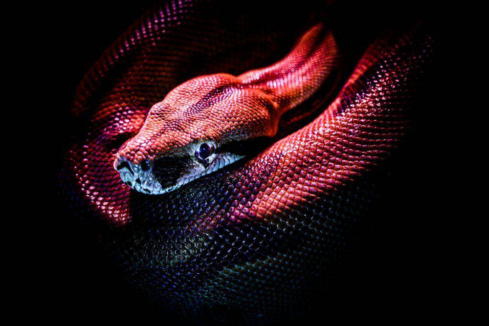 seekor ular (unsplash.com/Jan Kopřiva)