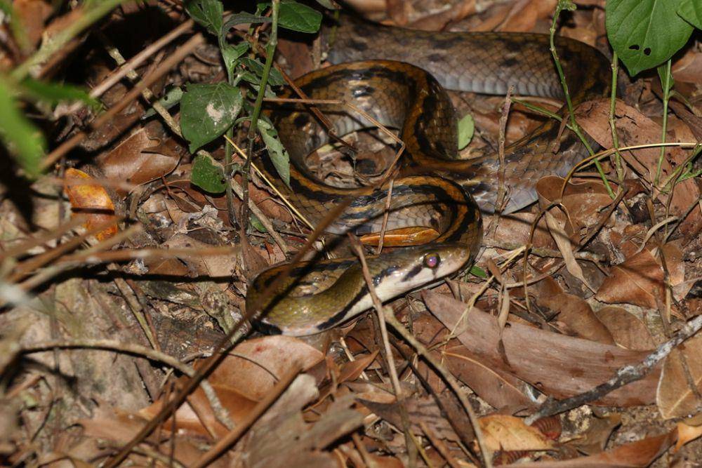 Ular sowo kopi (inaturalist.org/ronnaphon)
