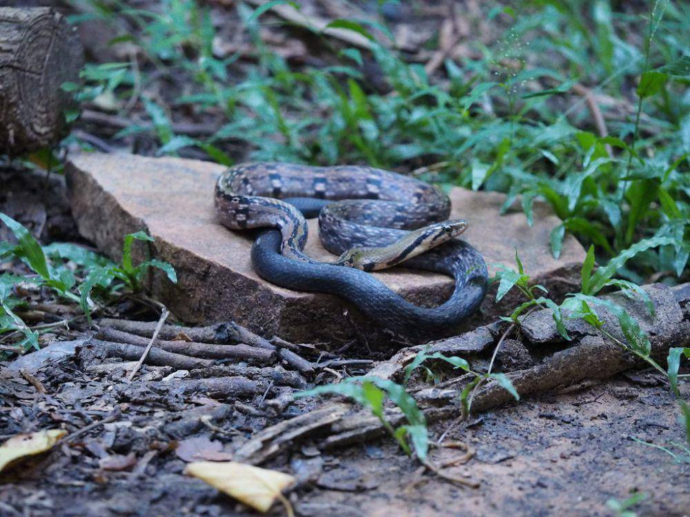 Ular sowo kopi (inaturalist.org/datafoya2314)
