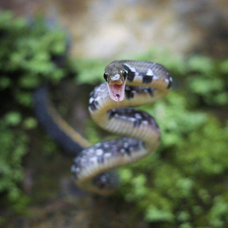 Ular sowo kopi dalam posisi menyerang (inaturalist.org/kresnature)