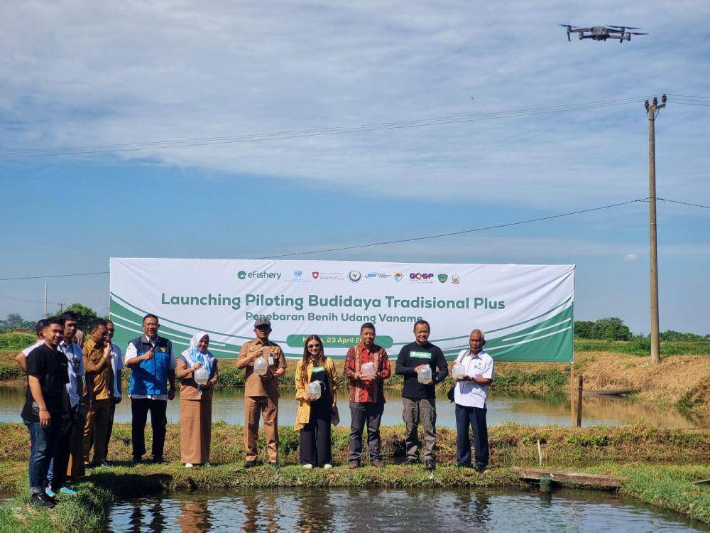 Penebaran benih udang Vaname pada peluncuran proyek budidaya tradisional plus yang digagas startup eFishery di Maros, Sulawesi Selatan, Selasa (23/4/2024). (Dok. Istimewa)