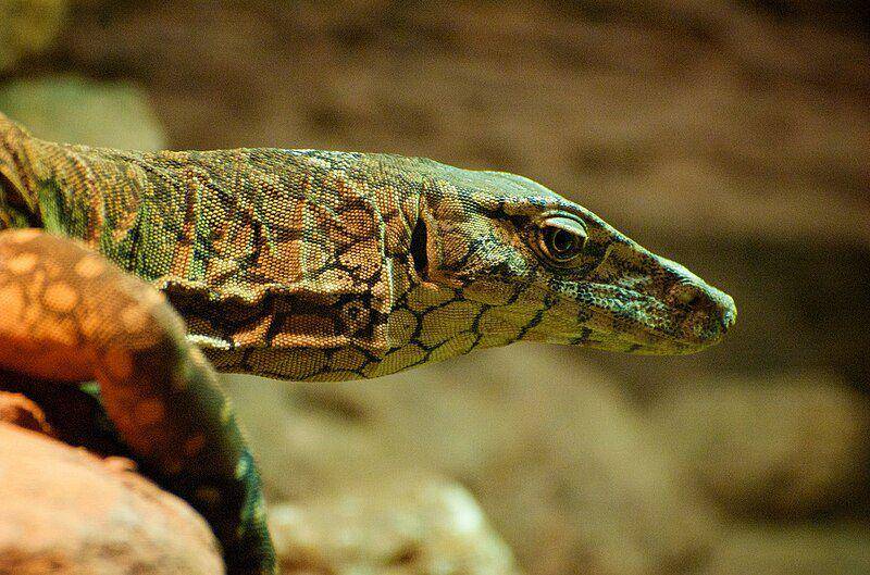 tampak dekat perentie (commons.wikimedia.org/Helenabella)
