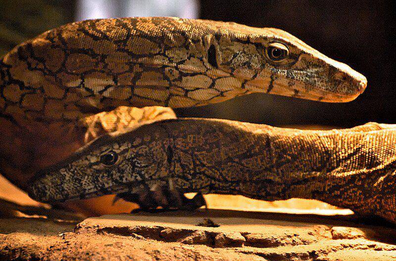 sepasang perentie (commons.wikimedia.org/Helenabella)