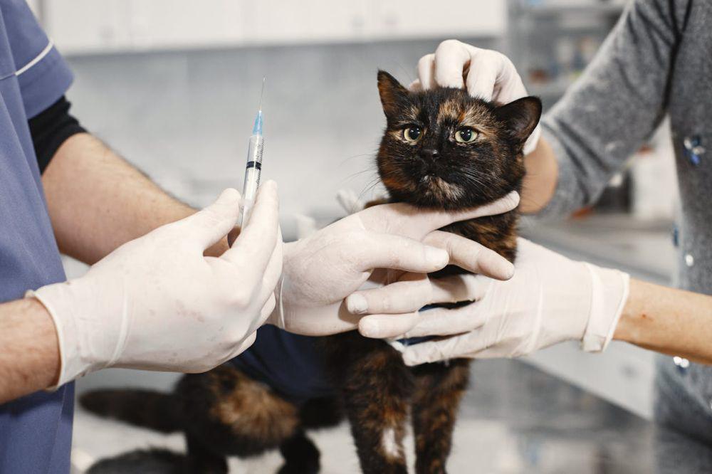 5 Rekomendasi Obat Flu untuk Kucing, Bisa Dibeli di E-Commerce!